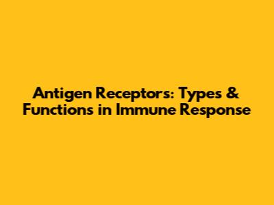 Antigen Receptors: Types & Functions in Immune Response