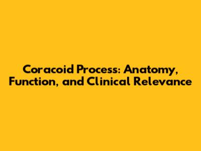 Coracoid Process: Anatomy, Function, and Clinical Relevance