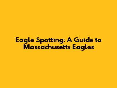 Eagle Spotting: A Guide to Massachusetts Eagles