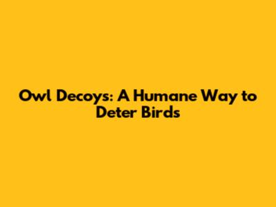 Owl Decoys: A Humane Way to Deter Birds