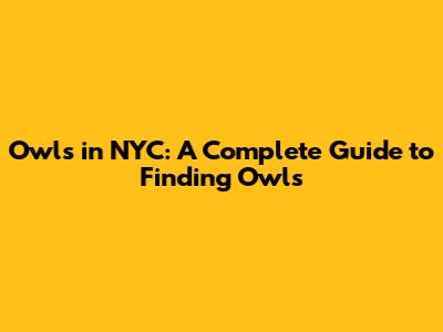 Owls in NYC: A Complete Guide to Finding Owls